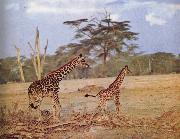 unknow artist The oppna terrangen am failing giraffe favoritmiljo Sweden oil painting artist